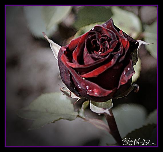 Black Rose: Photograph by Steve Milner